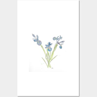 Blue Iris Flowers drawing Posters and Art